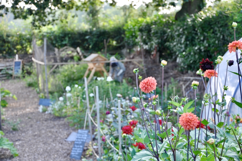 Sarratt Community Garden